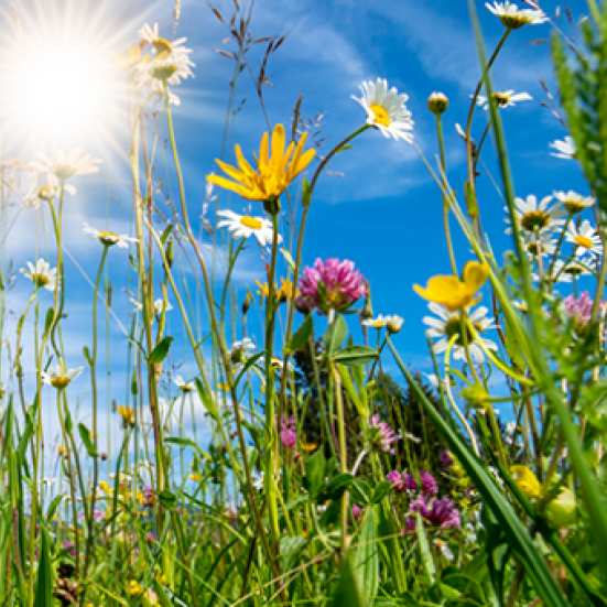 Markblomster og blå himmel