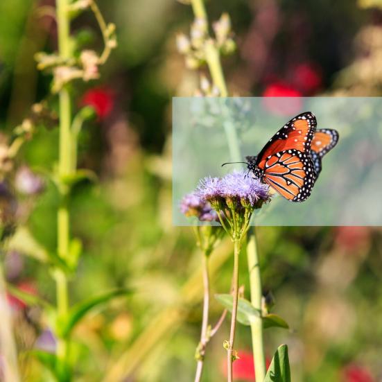 Orange sommerfugl på en lilla blomsterstand med sløret baggrund i en grøn have.