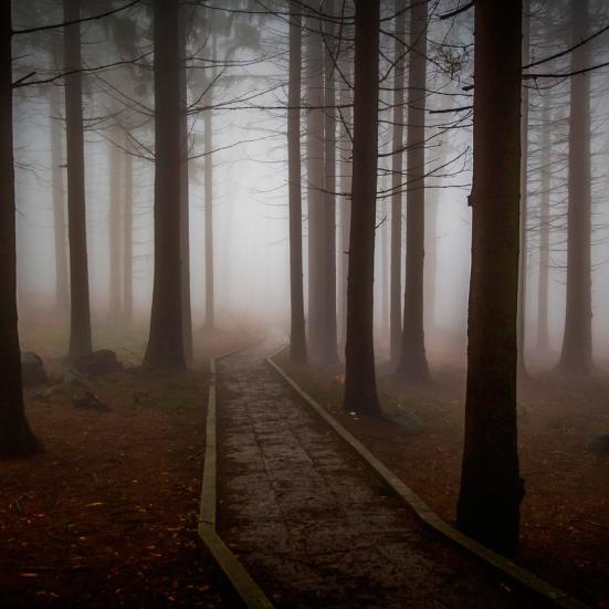 Uhyggelig skovsti