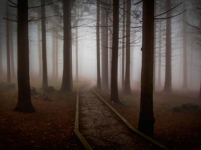 Uhyggelig skovsti