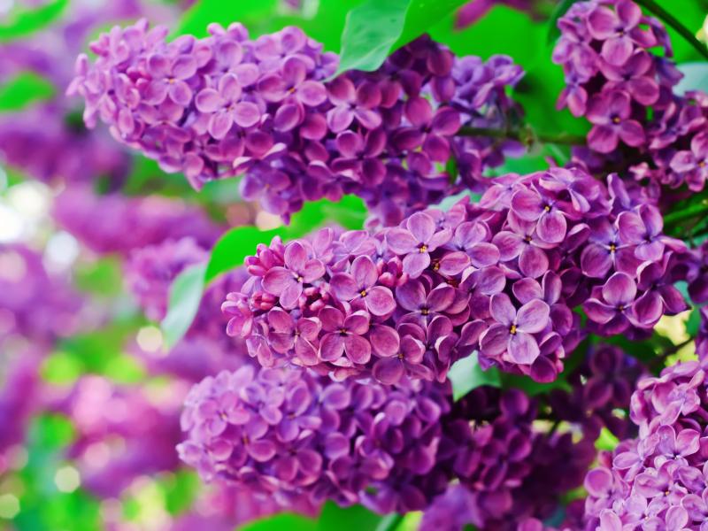 Arrangementer for børn forår 2026