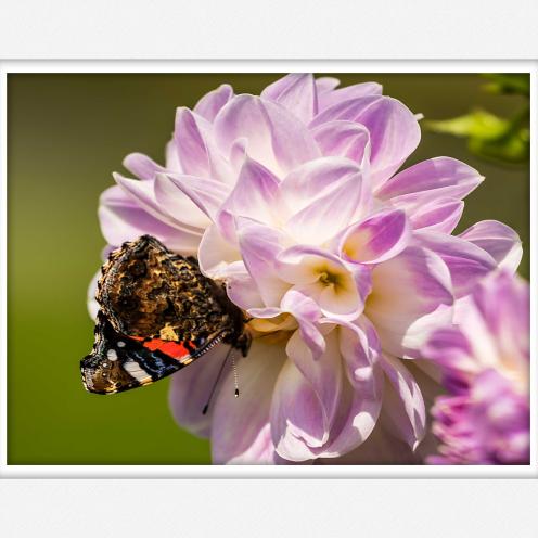 Fotogruppen Midtwest blomst