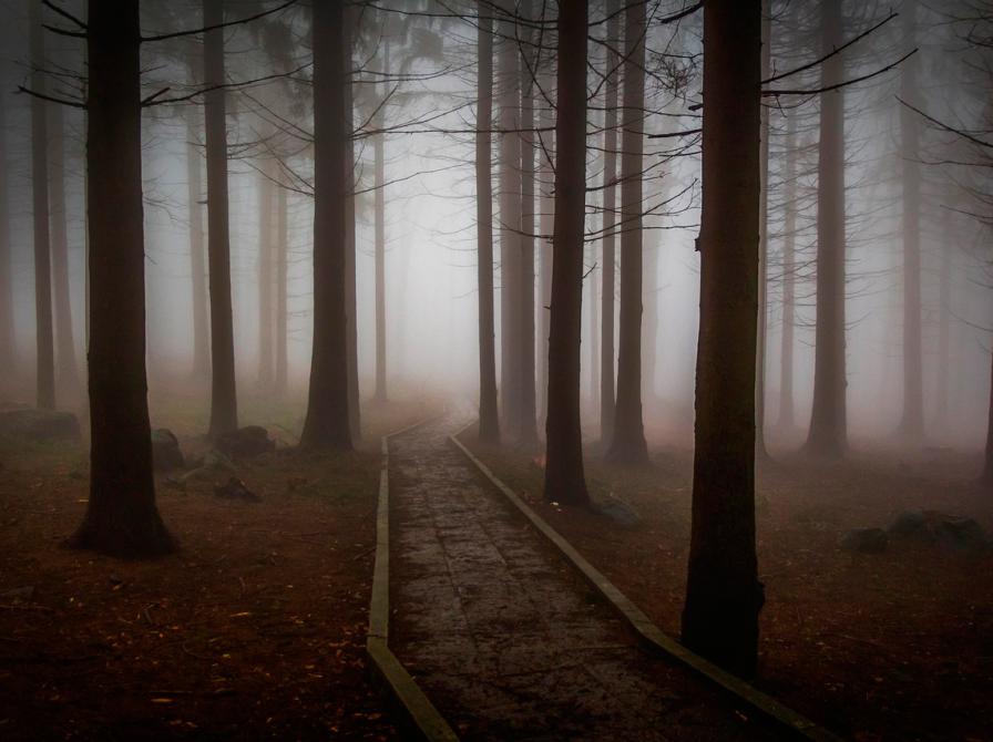 Uhyggelig skovsti